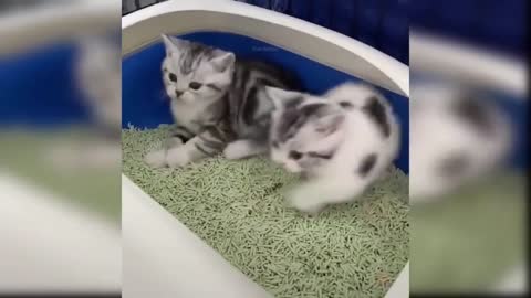 Two Naughty Kittens