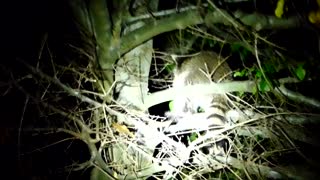 Two Baby Raccoons Play In A Tree