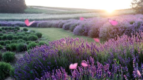field-lavender-flowers-garden