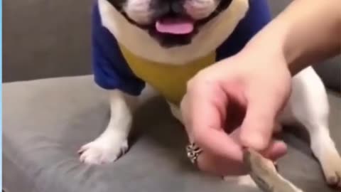 Funny dog reaction 😂😂