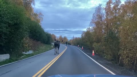 Moose Make for a Slow Moving Morning Commute