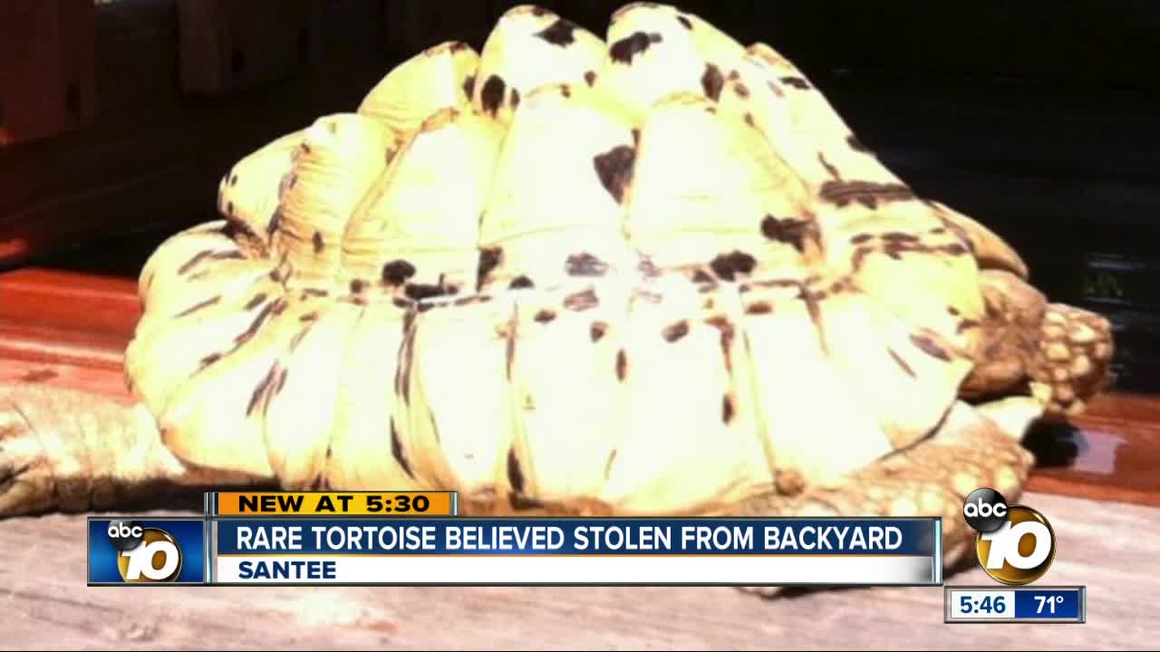 Rare tortoise believed stolen from East County back yard