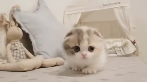 Cute kitten videos short len cat pets trainer cat videos
