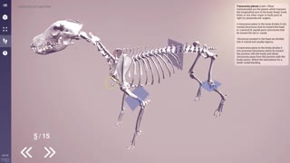 The Language of Veterinary Anatomy - 3D Veterinary Anatomy, IVALA