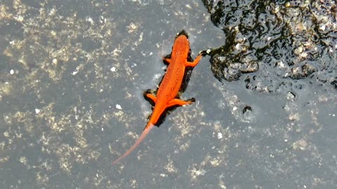 Eastern Newt