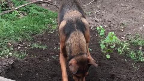 Brown dog digging hole on ground