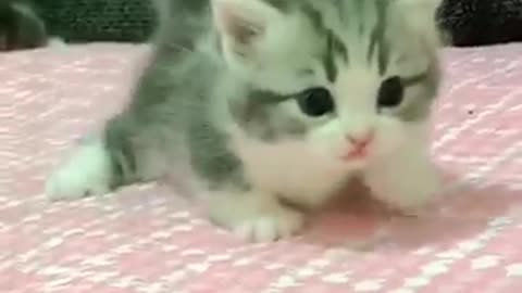 Kitten makes steps | cute kitten | animal videos