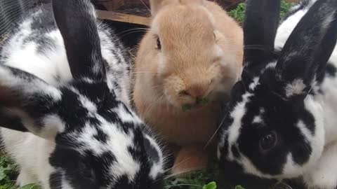 My two year old teaching me what rabbits eat