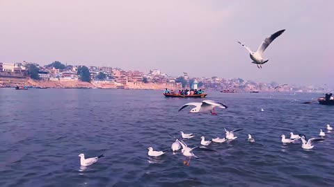 Sea Birds flying