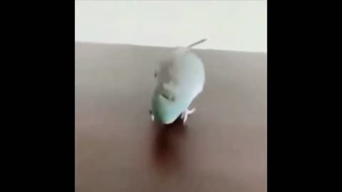 Parrot plays fun sports movements