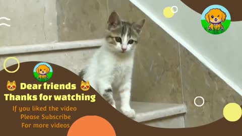 Cat Funny moment video