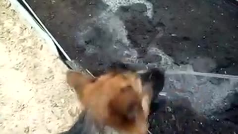 Funny dog bites the hose