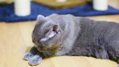 Adorable scottish fold cat grooming herself in the house. Shot in 6K on cinema camera