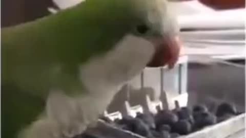 Birbs share the same feelings as us