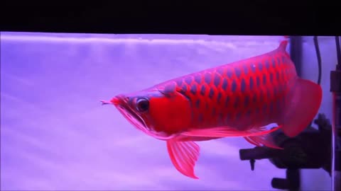 wooow, amazing. Arowana rare fish with the most expensive price in the world