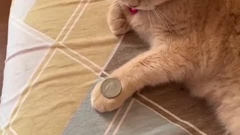 Cat Mimics Owner's Coin Trick