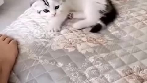 Funny Animal Videos | Lazy Cat Falls Down From Couch