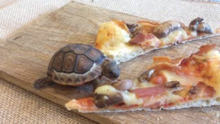 Adorable tortuga bebé adora la pizza