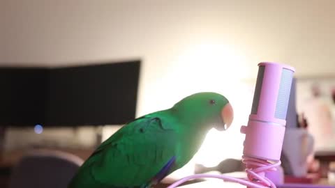 Talking Parrot Greeting Baby Parrot❤❤😊😊😊😊😊😍😍😍😍