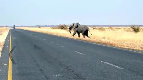 Elephant blocks traffic