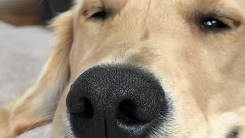 Snoring golden retriever.