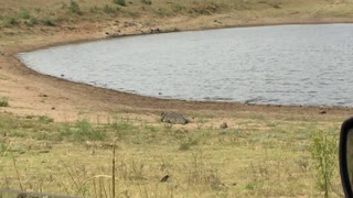 Crocodile Stalks Tortoise And Catches It In The Kruger National Park South Africa