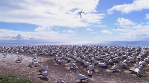 Aaron's Animal Wildlife Scenery