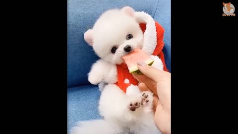 Most Famous Pomeranian Puppy Fun Videos Compilation 2022