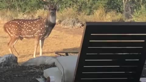 The deer has come to the door and is walking