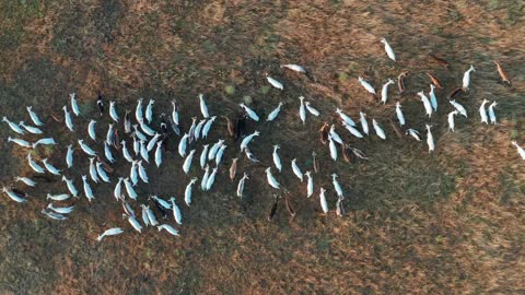 Aerial view. Goats grazing in field on farmland