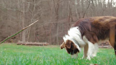 Cute Dogs and Puppies are playing in the garden.