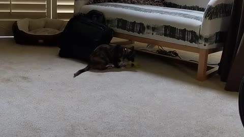 Goofy Kitty Loves Playing Fetch
