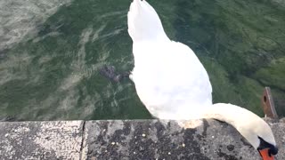 White bird eating my food in geneva