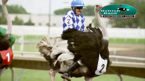 ostrich racing