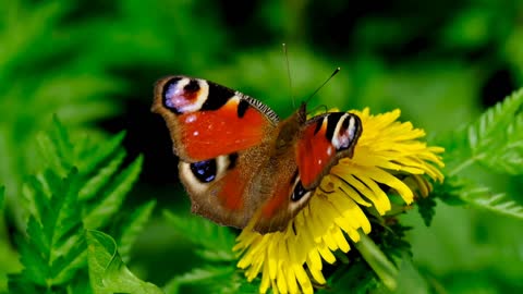 The most beautiful butterfly I see