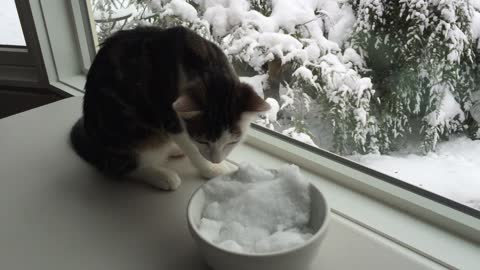 Adorable kitten is introduced to snow