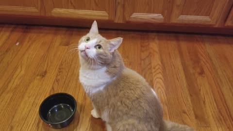 Empty Bowl Blues: A Fat Cat's Lament