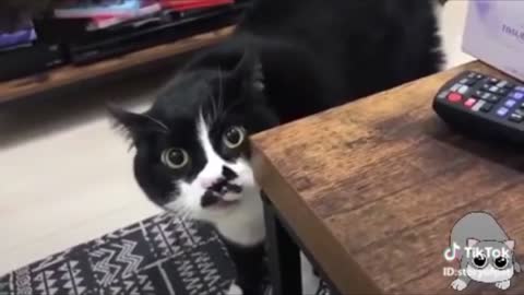 emotional, funny and adorable videos about Pet animals.