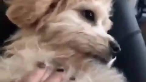 You Got Me | Cute Dog Feel Anger During Disturbance