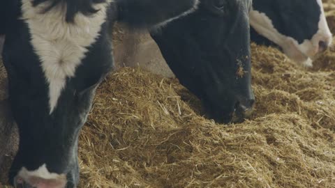 Cows eating Silage in a large dairy farm, milk production