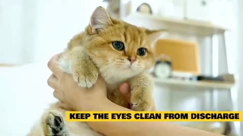 Cat's 101 , cat sneezing home 🏡 Remedies