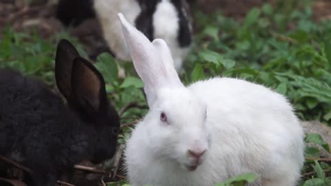 The black and white rabbit looks very cute,,,