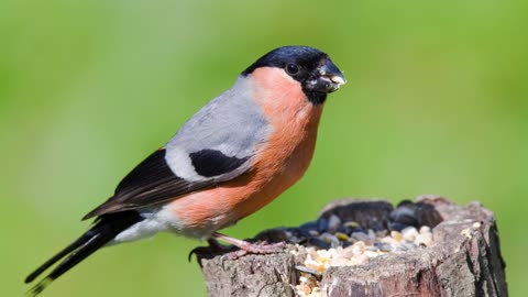 The Bullfinch: Close Up HD Footage (Pyrrhula pyrrhula)