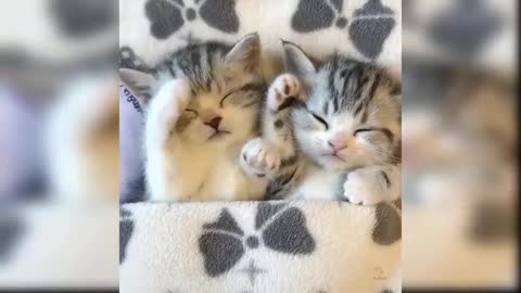 gatos fofos e engraçados de gatos para bebês