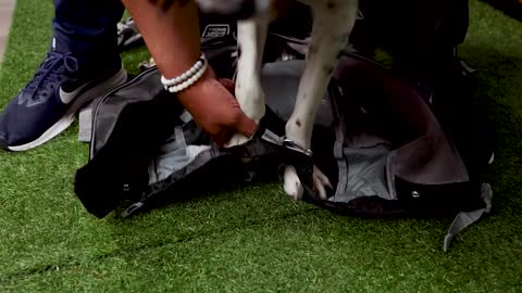 How To Get Your Dog In A Backpack Carrier?