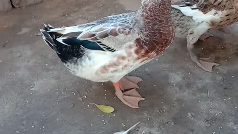 I Found Duck Like Ducky Bhai Duck