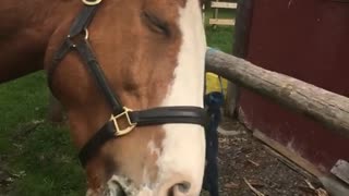 Horse plays with his tongue