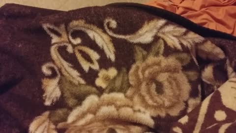 Magic-trick Cat Under The Blanket