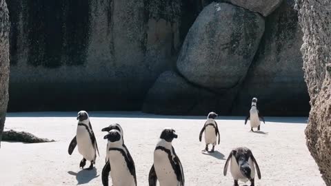 Seven cute penguins