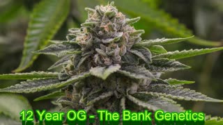 Top 50 OG Strains